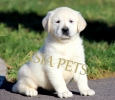 Online pet shop in India, Online pet store in delhi